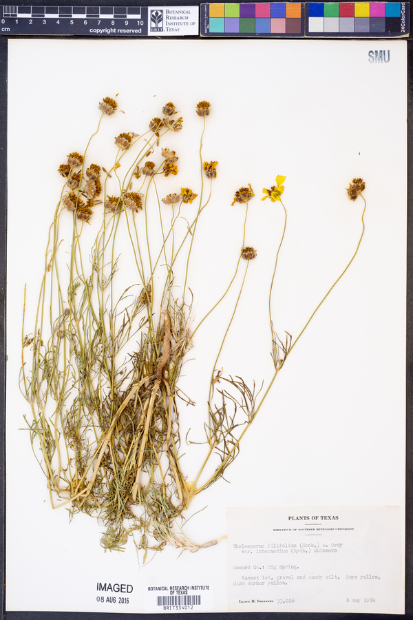 Thelesperma filifolium image