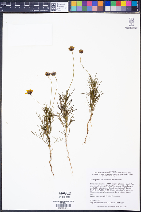 Thelesperma filifolium var. intermedium image