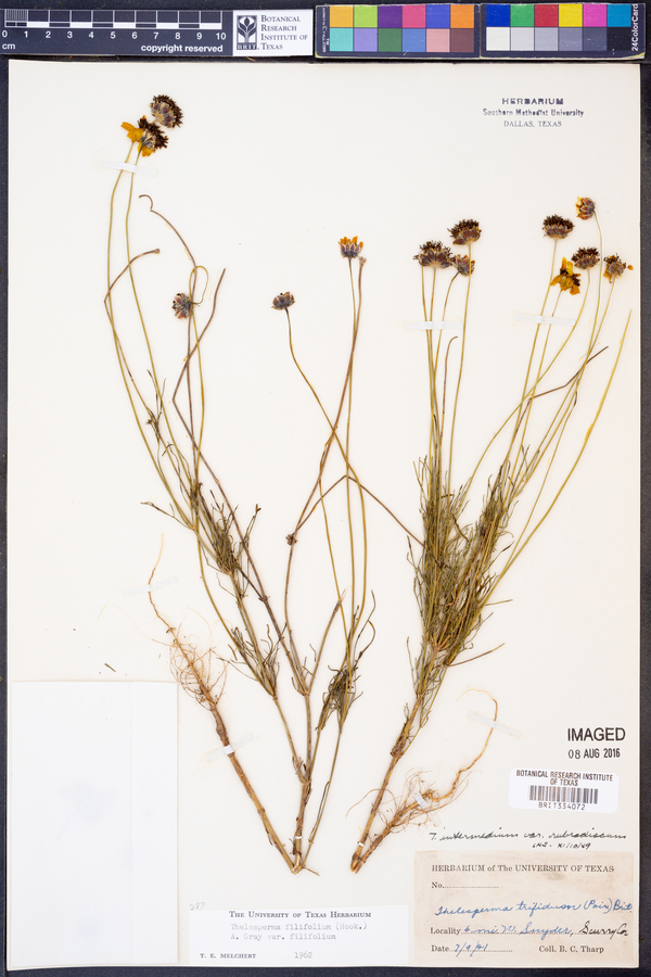 Filifolium image