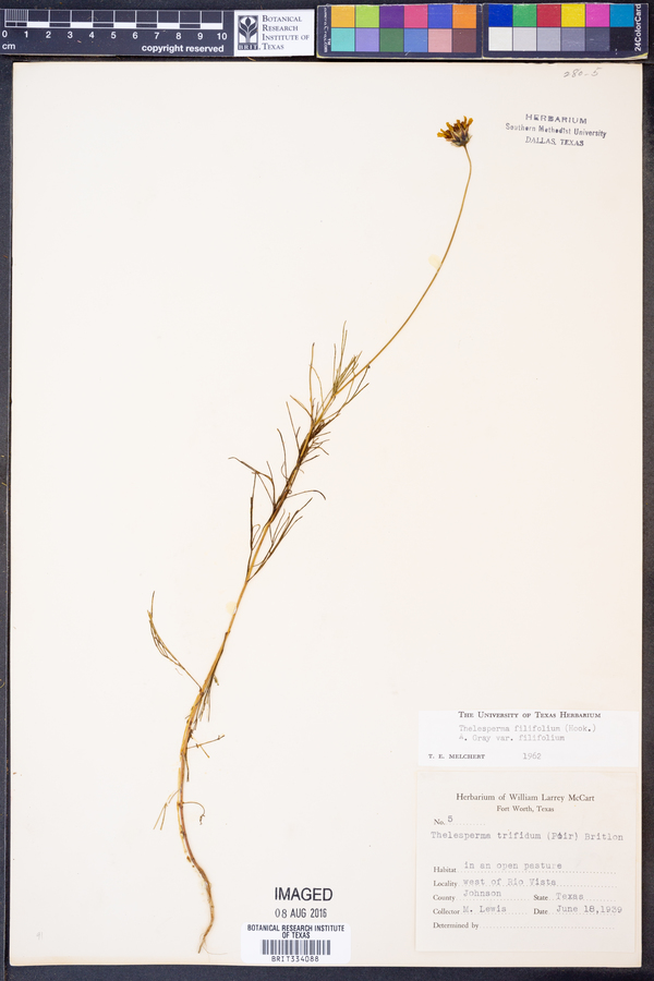 Thelesperma filifolium var. filifolium image
