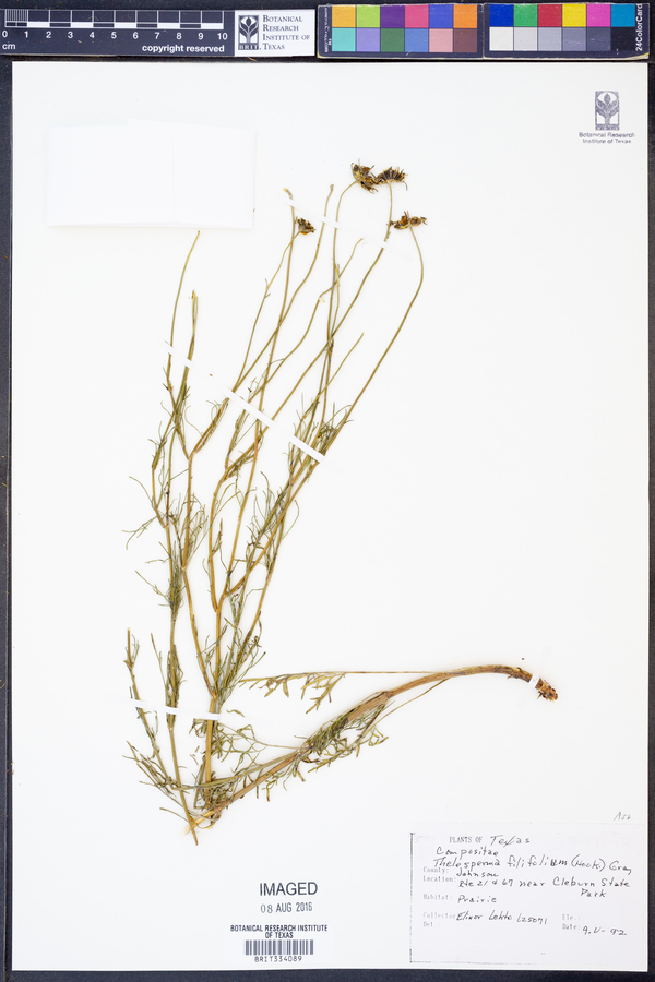 Thelesperma filifolium image