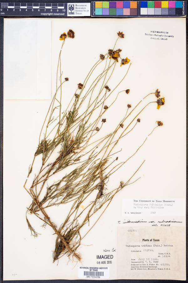 Thelesperma filifolium image