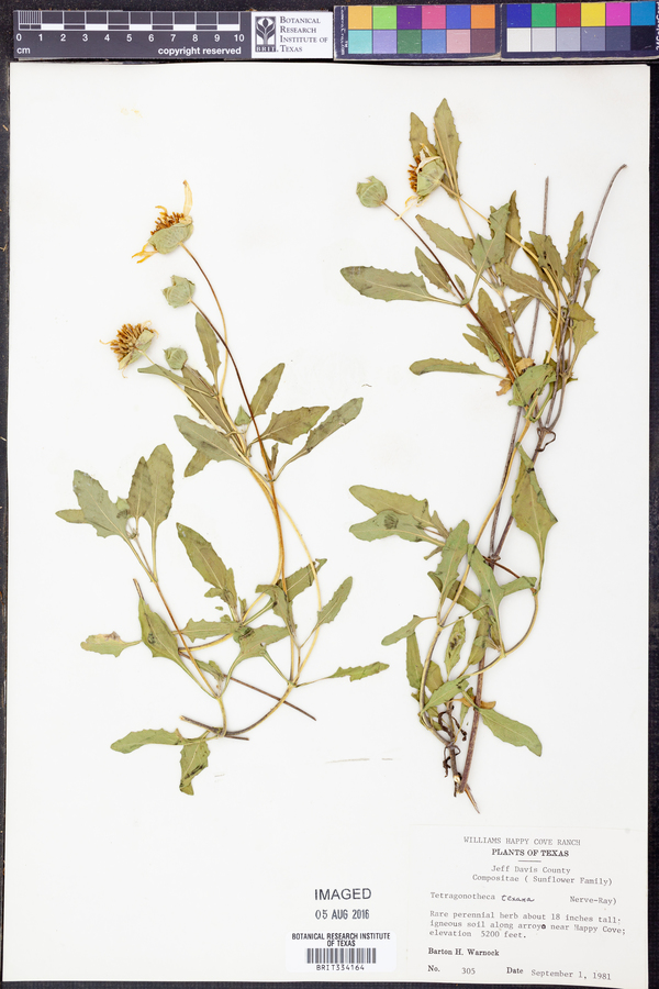 Tetragonotheca texana image