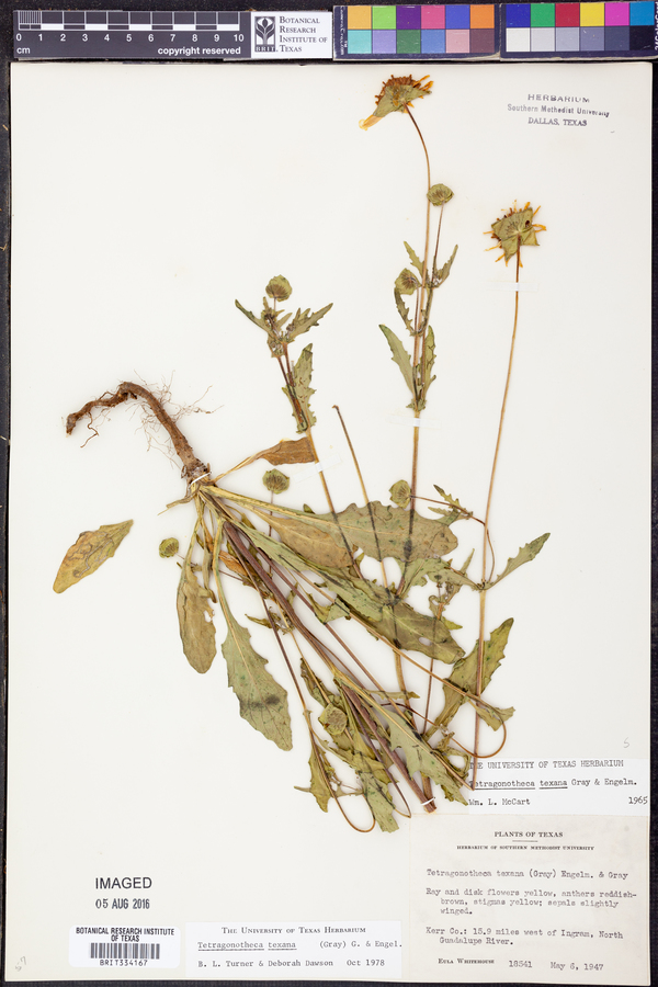 Tetragonotheca texana image