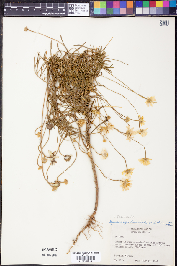 Tetraneuris linearifolia image