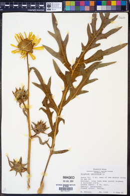 Silphium laciniatum image