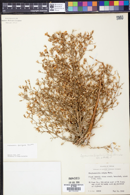 Stephanomeria exigua subsp. exigua image