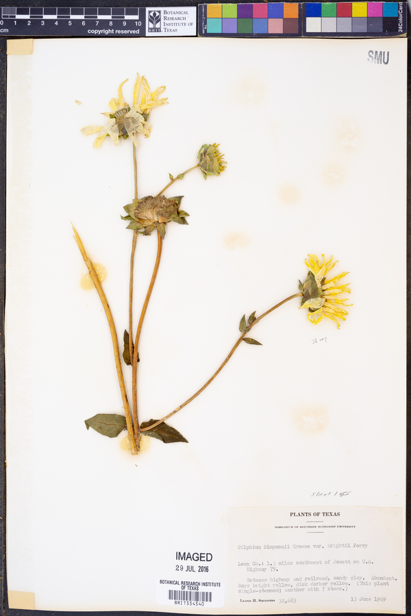 Silphium simpsonii var. wrightii image