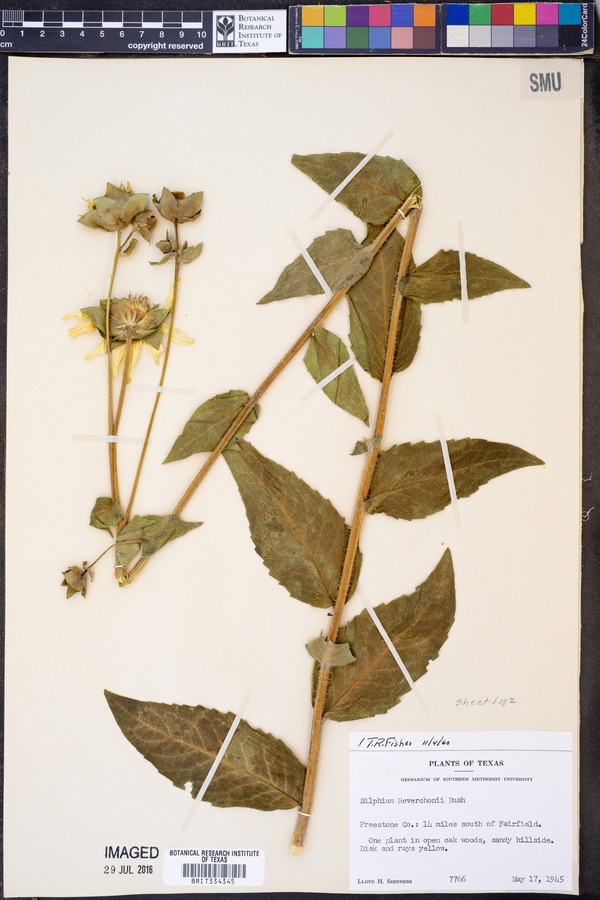 Silphium reverchonii image