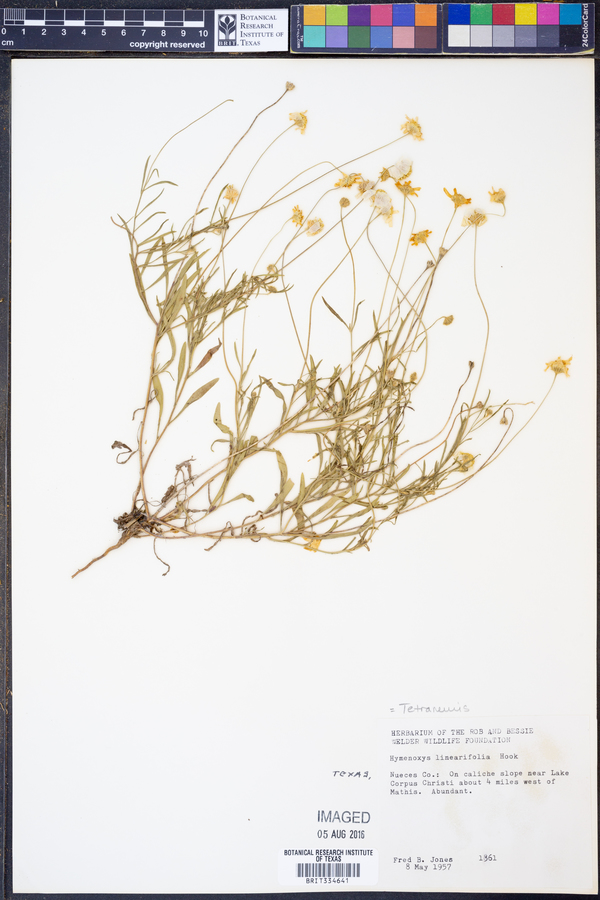 Tetraneuris linearifolia image