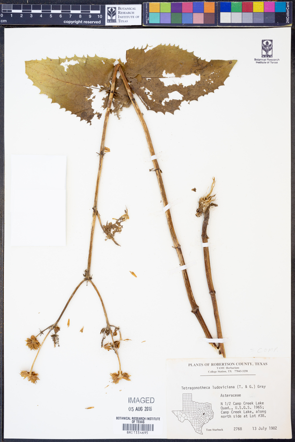 Tetragonotheca ludoviciana image