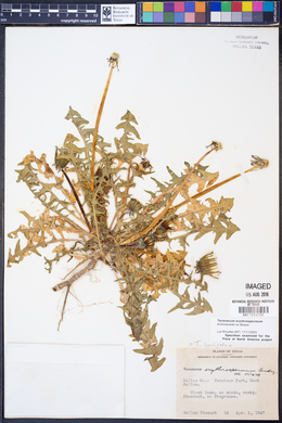 Taraxacum erythrospermum image