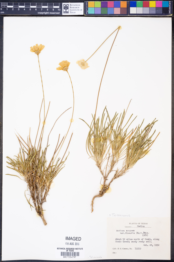 Tetraneuris scaposa var. linearis image