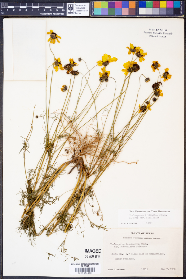 Thelesperma filifolium image
