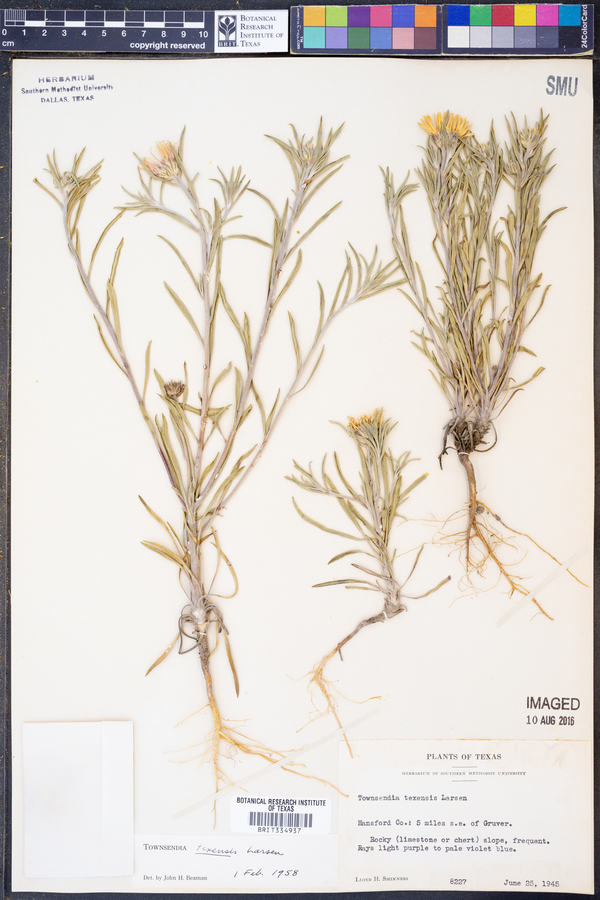 Townsendia texensis image
