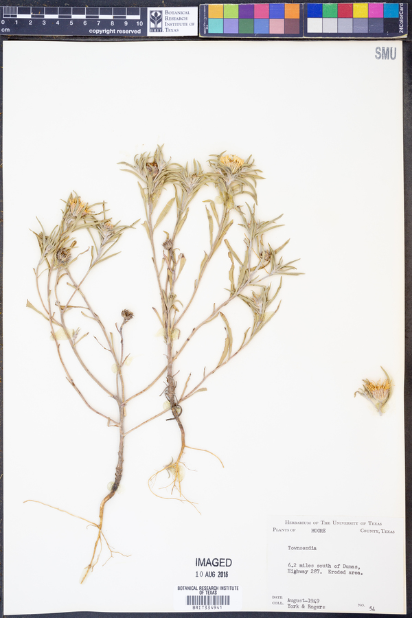 Townsendia texensis image