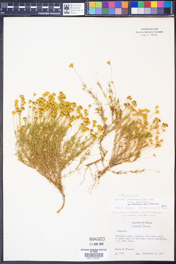 Thymophylla pentachaeta var. belenidium image