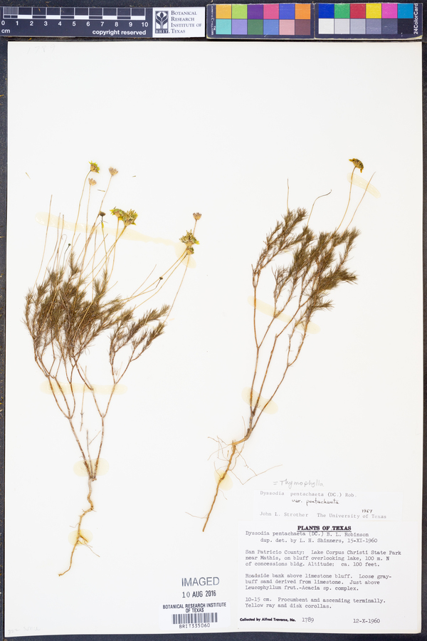 Thymophylla pentachaeta var. pentachaeta image