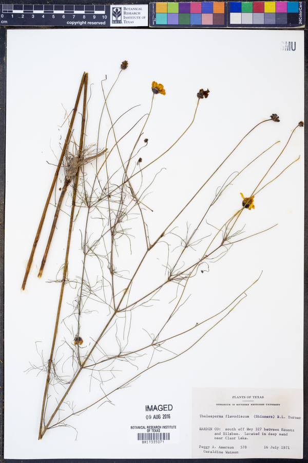 Thelesperma flavodiscum image