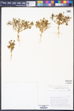 Thymophylla aurea image