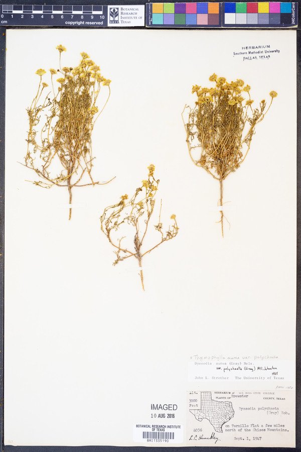 Thymophylla aurea var. polychaeta image