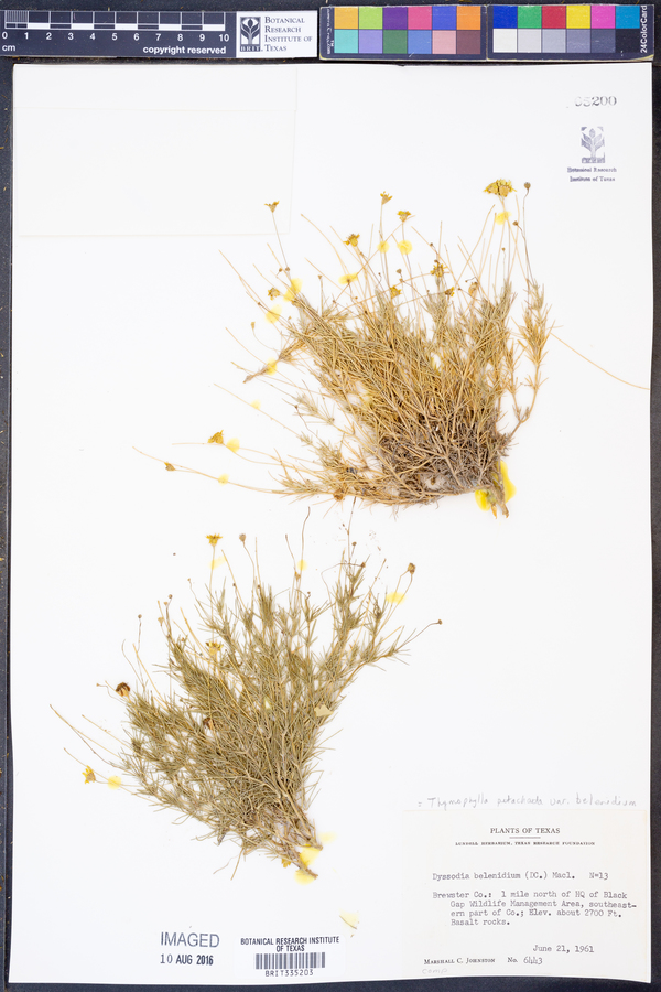 Thymophylla pentachaeta var. belenidium image