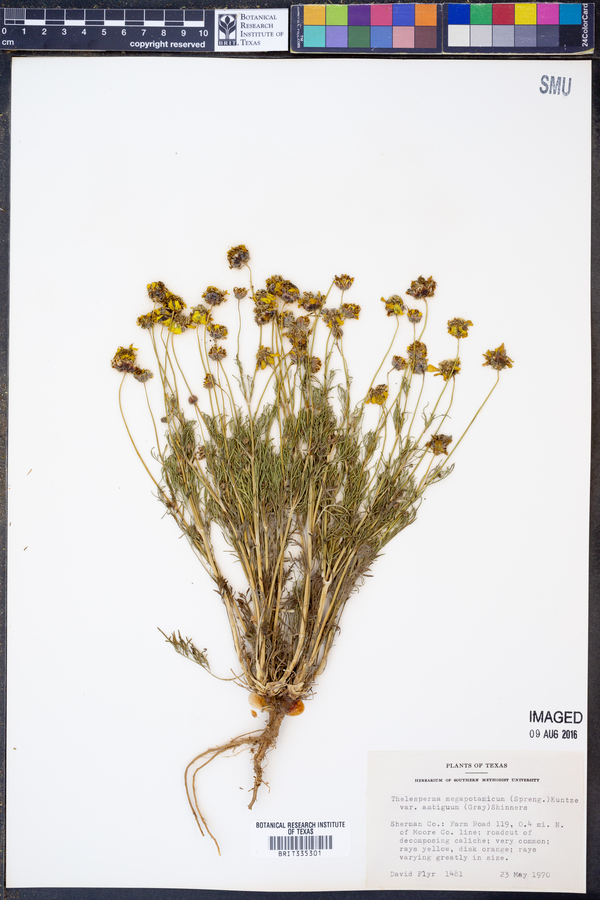 Thelesperma ambiguum image