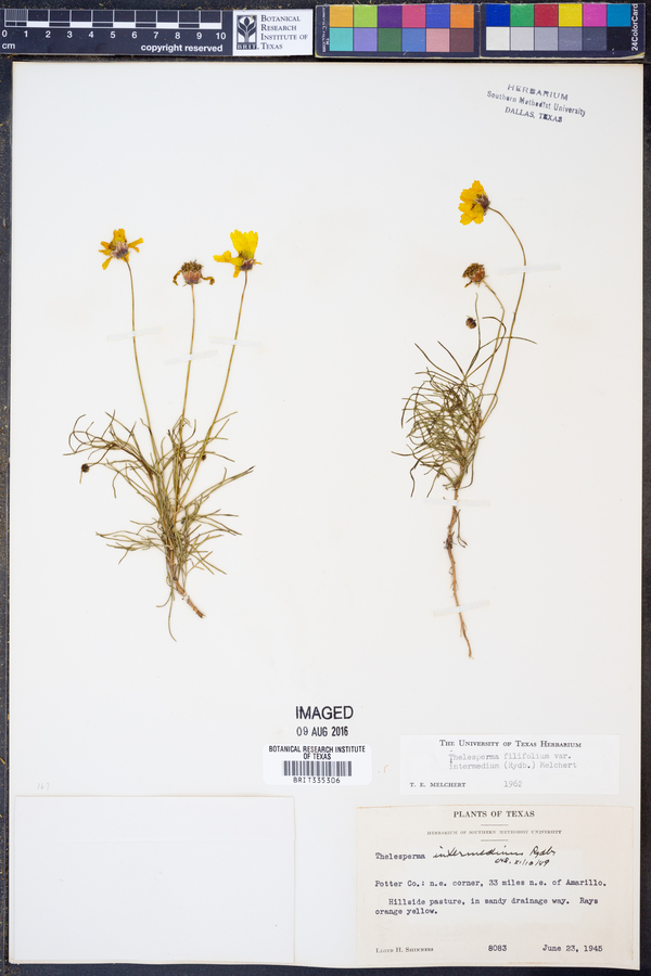 Thelesperma filifolium var. intermedium image