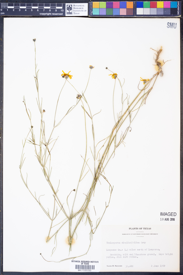 Thelesperma simplicifolium image