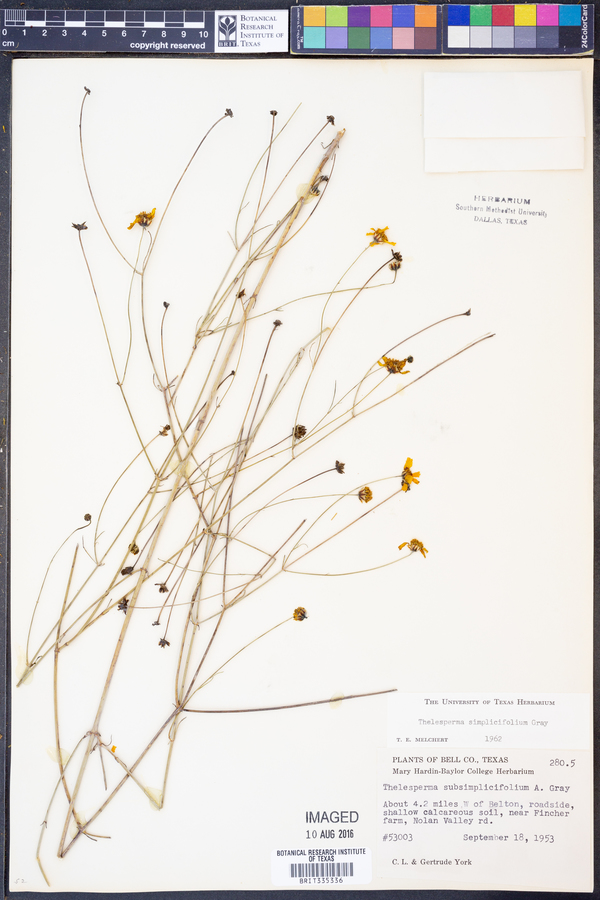 Thelesperma simplicifolium image