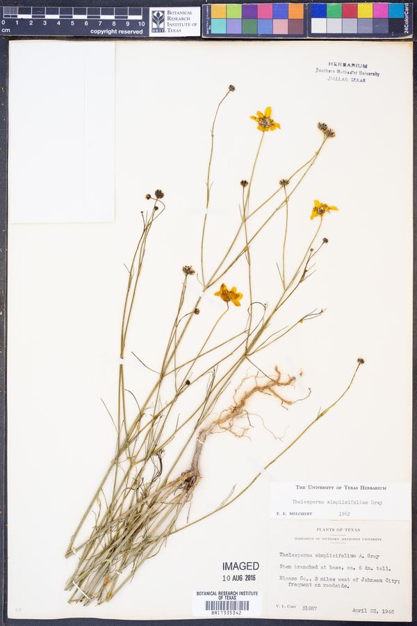 Thelesperma simplicifolium image