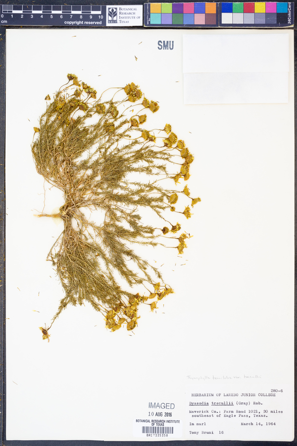 Thymophylla tenuiloba image