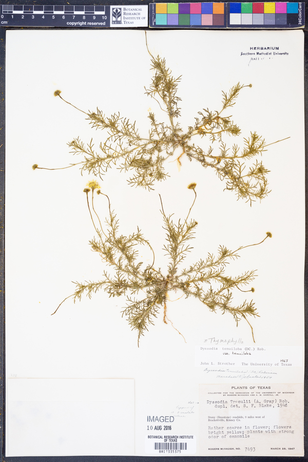 Thymophylla tenuiloba var. tenuiloba image