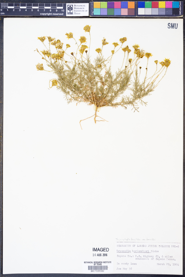 Thymophylla tenuiloba image