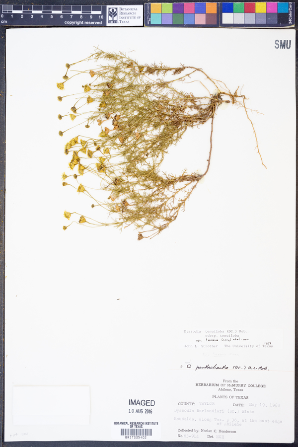 Thymophylla tenuiloba var. texana image