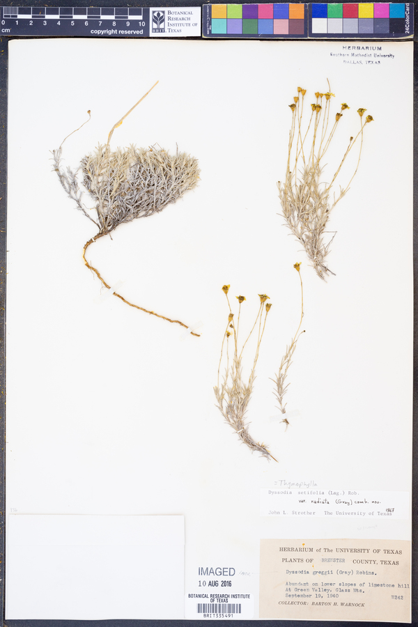 Thymophylla setifolia var. radiata image