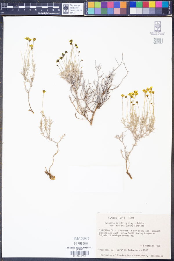 Thymophylla setifolia var. radiata image