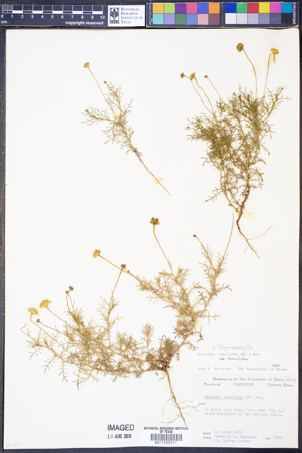 Dyssodia tenuiloba image