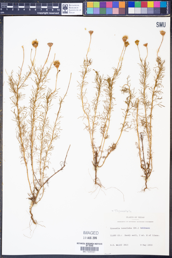 Thymophylla tenuiloba image