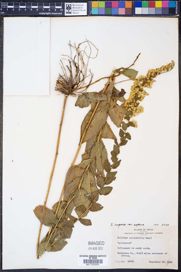 Solidago rugosa var. aspera image