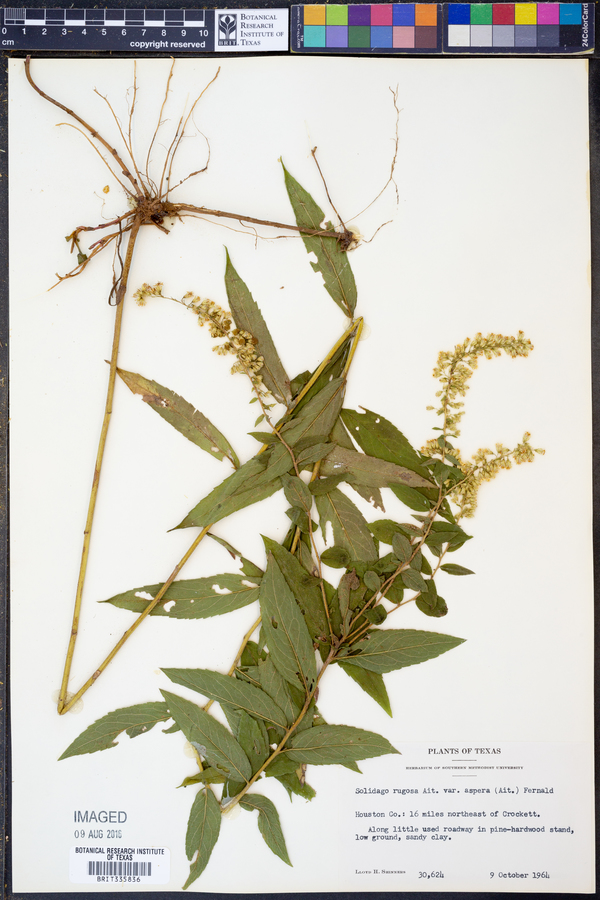 Solidago rugosa var. aspera image