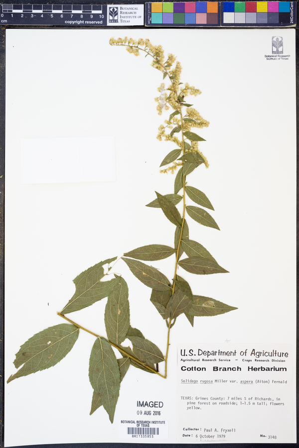 Solidago rugosa var. aspera image