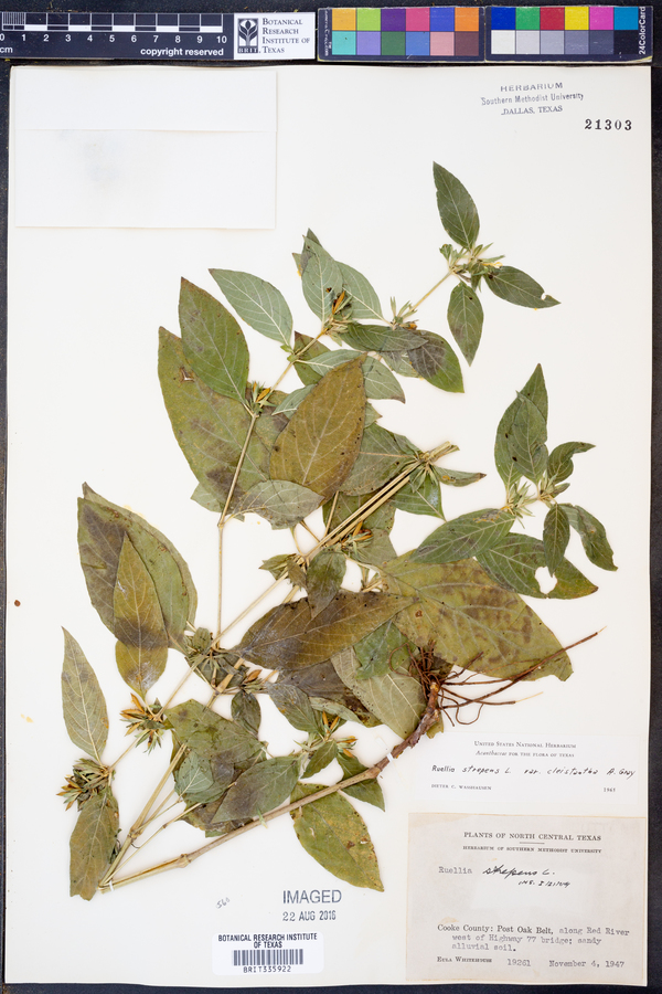 Ruellia strepens var. cleistantha image