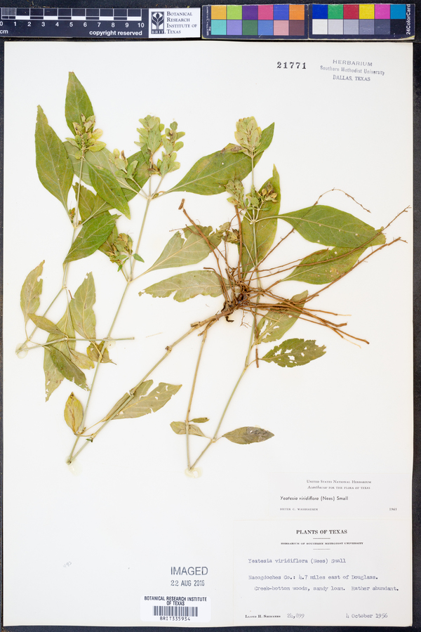 Yeatesia viridiflora image