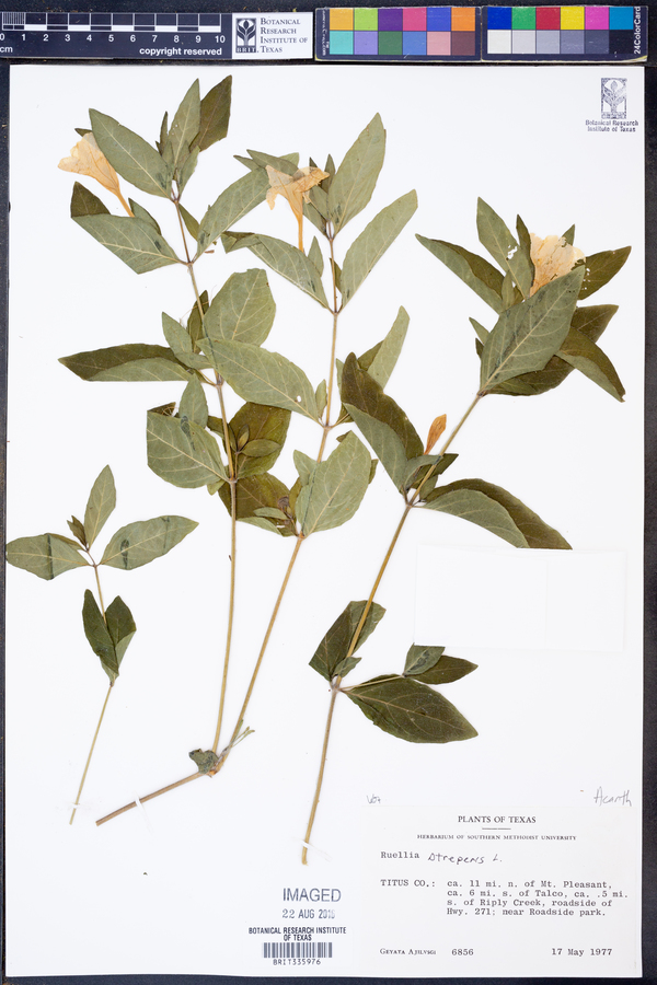 Ruellia strepens image