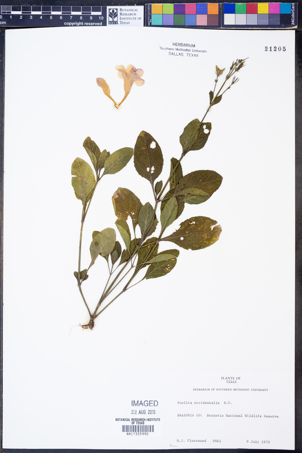Ruellia occidentalis image