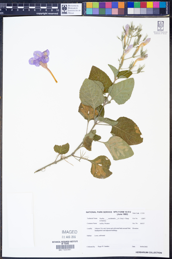 Ruellia occidentalis image