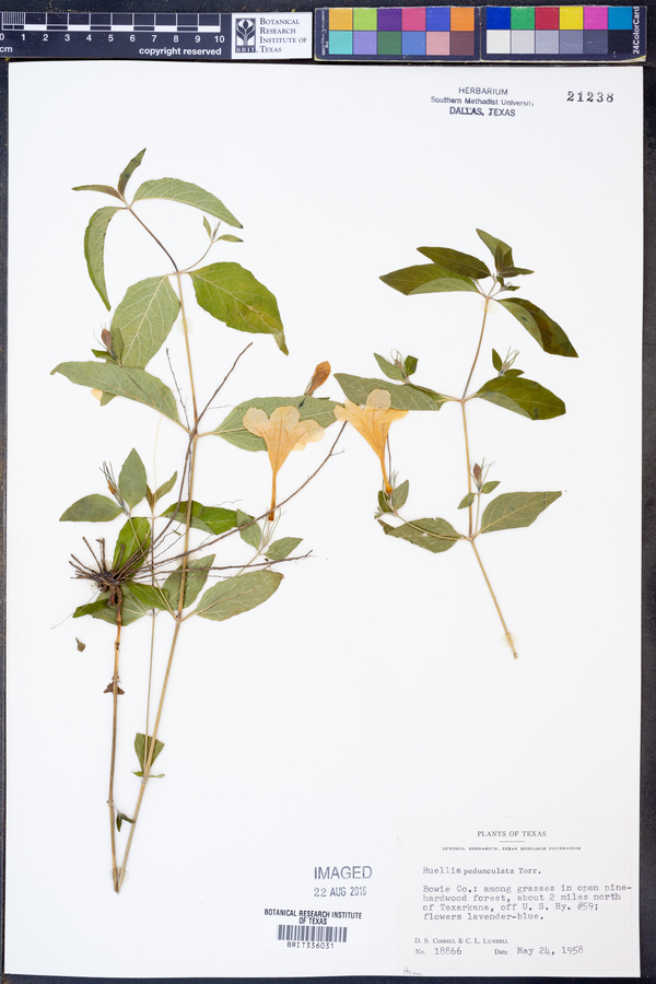Ruellia pedunculata image