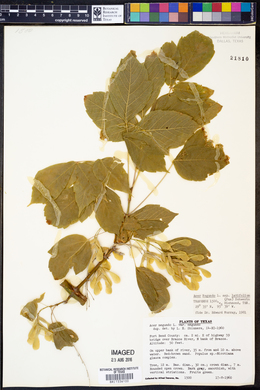 Acer negundo subsp. latifolium image