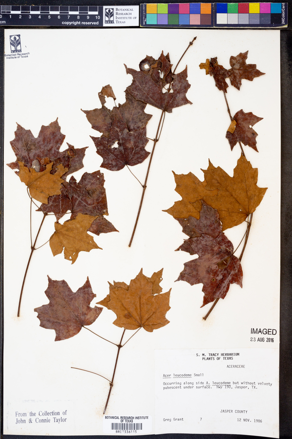 Acer leucoderme image